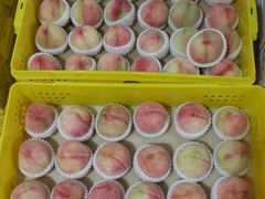 -老袁家蜜桃农场·阳山水蜜桃