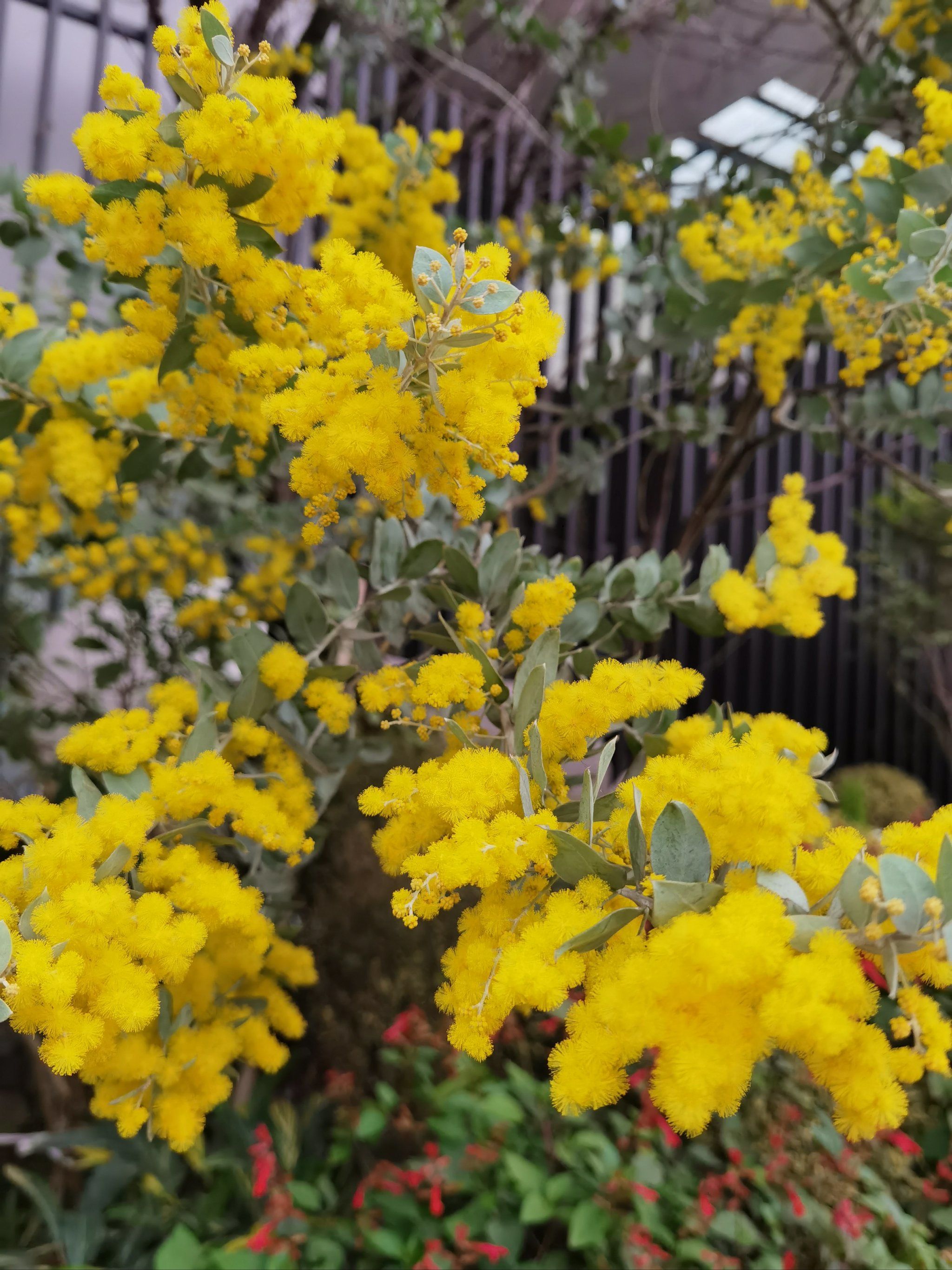 这个黄毛毛花叫什么名字?