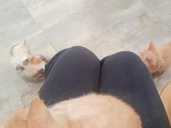 -楼上猫咖(罗湖店)
