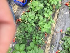 -小鱼草莓采摘园农家乐·小鱼餐厅