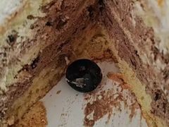 -咖咖熊蛋糕定制·英国蓝风车动物性淡奶油