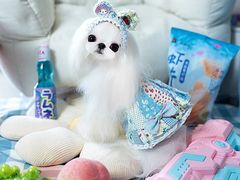 -萌宠之家·腊肠犬·马尔泰·小体犬舍