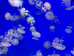 -江和美海洋公园