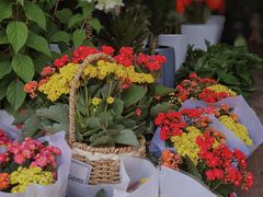 -三圣花乡旅游区