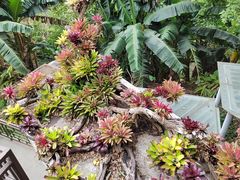 -深圳仙湖植物园