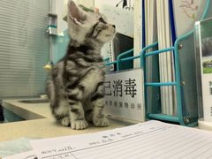 -莘程宠物医院(金山店)