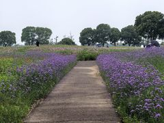 -西京湾花海