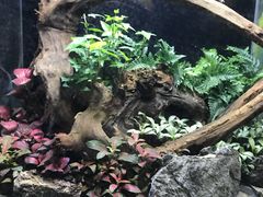 -世界恐龙谷景区