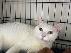 -瑞鹏宠物医院·骨科·猫科·内科(第一中心)
