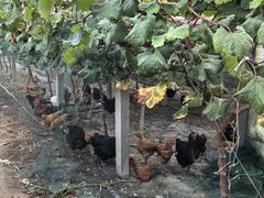 -马陆小张葡萄园农家乐