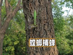 -北京西山国家森林公园