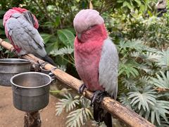 -南宫五洲植物乐园