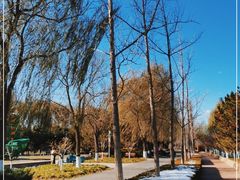 -大兴滨河森林公园