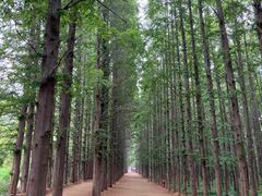 -日照海滨国家森林公园