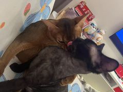 -FAELING PETS美天灵宠物(合生汇店)