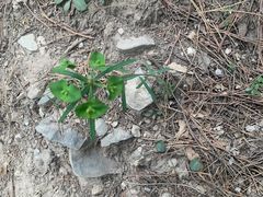 -北京鹫峰国家森林公园