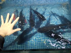 -东沙小镇主题餐厅(下沙店)