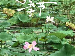 -靖西鹅泉风景区
