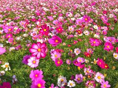-田园东方蜜桃村的田野营地