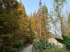 -桤木河湿地公园