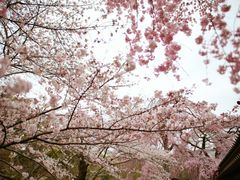-醍醐寺