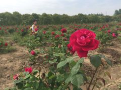 -海上花岛玫瑰园采摘