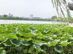 -济南大明湖景区