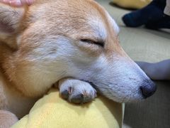 -逗柴咖啡屋·狗咖猫咖宠物桌游