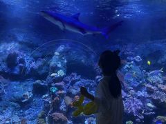 -江和美海洋公园