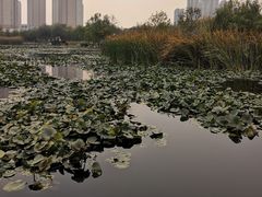 -前关湿地公园