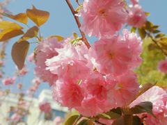 -高东镇樱花园
