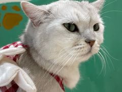 -藏猫猫咖啡主题馆(中央大道店)