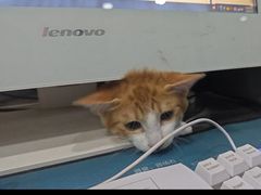 -瑞派名望志远动物医院·猫科·內科·异宠专科(直港大道店)