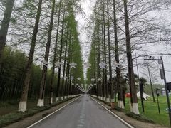 -黄海国家森林公园