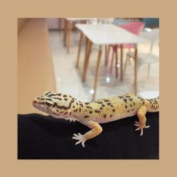 -Moni星球萌宠·小马宝莉·灵蛇·高端高阶全萌宠互动体验俱乐部(红豆国际广场店)