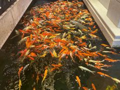 -龙悦湾酒家·八阵鱼生·渔人码头店