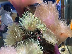 -太平洋海底世界