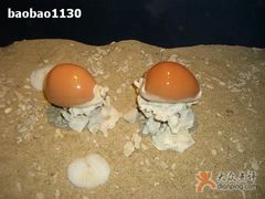 -亚龙湾中心广场·贝壳馆