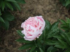 -扬州芍药园(仪征市)