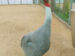 -盐城丹顶鹤湿地生态旅游区