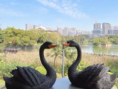 -五缘湾湿地公园