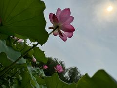 -莲花池公园