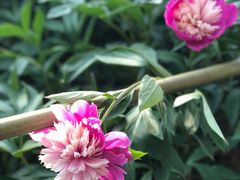 -合肥三国新城遗址公园