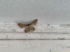 -平湖九龙山庄园圣马可酒店