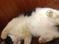 -楼上猫咖(罗湖店)