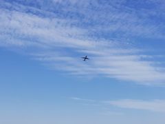 -空港花田景区