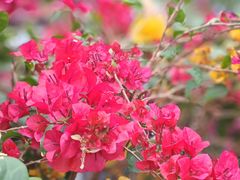 -佛山市中医院(院本部)