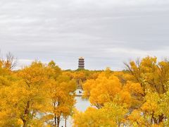 -金塔沙漠胡杨林景区
