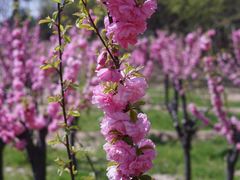 -大兴滨河森林公园