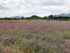 -北京东方普罗旺斯薰衣草庄园